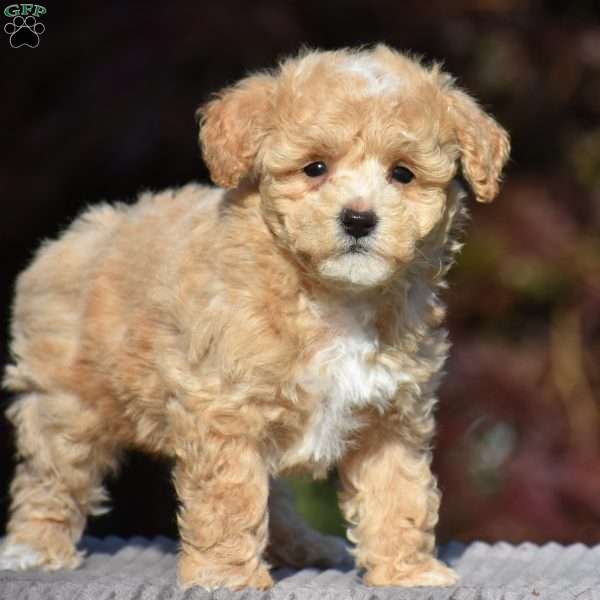 Buxton, Bich-Poo Puppy